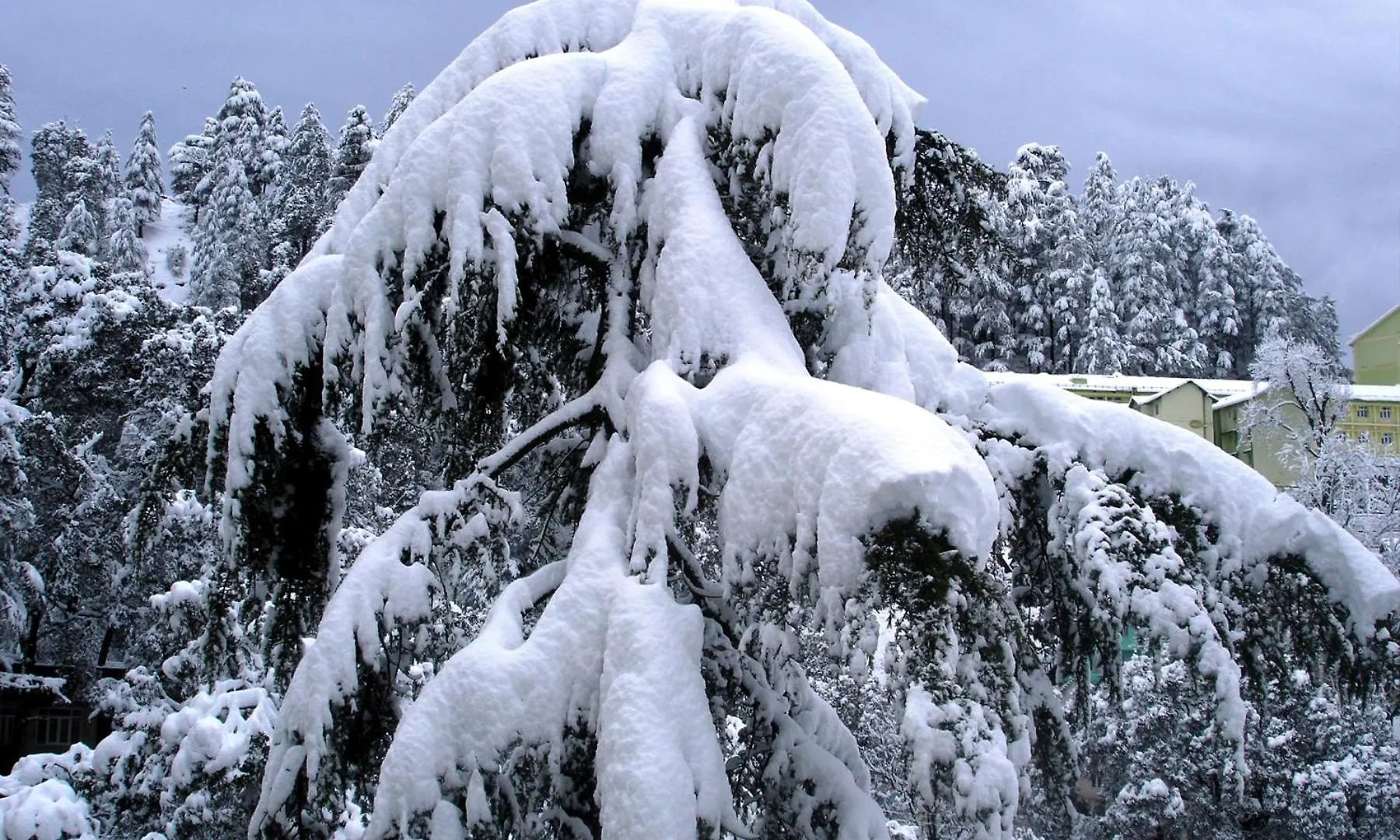 Homestay Mountain And Peace Apartment Shimla